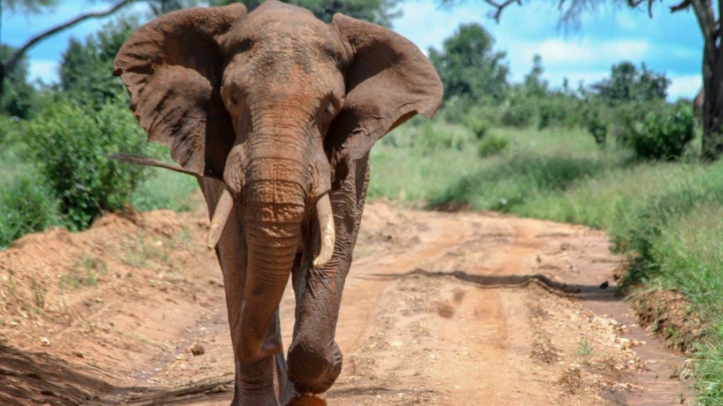 Zambia: American tourist killed by elephant