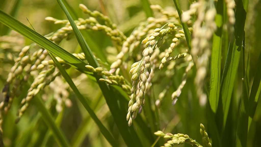 Diplomatic tensions: Algeria excludes France from its wheat purchases