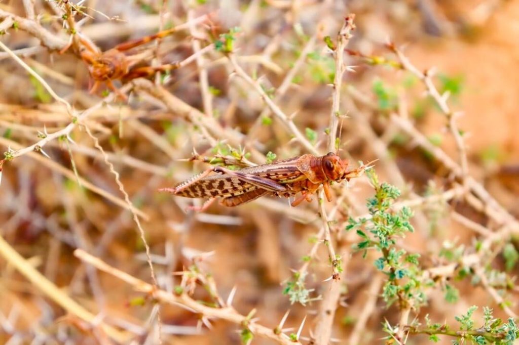 Desert locusts: Senegal strengthens response to protect crops in the north