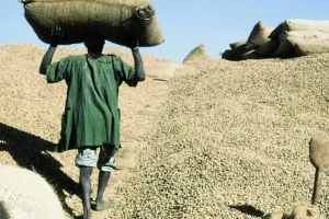 Peanut marketing campaign: 38,247,937 tonnes collected by Sonacos de Diourbel