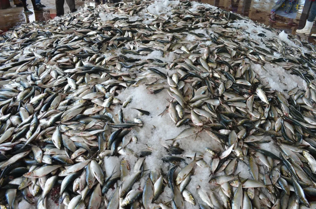 Sub-regional management of small pelagics fisheries: Towards a harmonized sardinella rescue plan