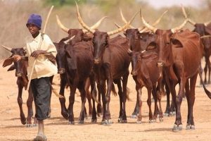 Cattle theft: With 1,062 heads stolen in 2025, pastoralism threatened with disappearance