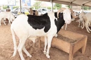 Tabaski 2026: more than 390,000 sheep already available on the Senegalese market