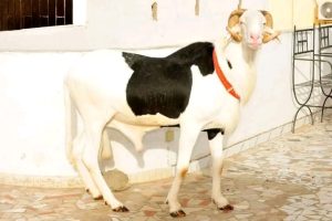 Tabaski sheep: An equation with two unknowns