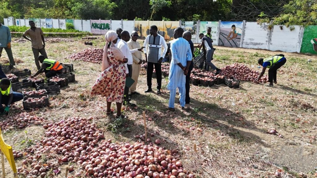 Ucad-Agropole program: 87 tonnes of onions per hectare produced by students