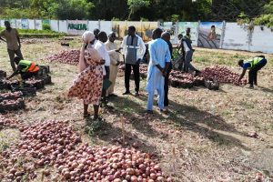 Ucad-Agropole program: 87 tonnes of onions per hectare produced by students