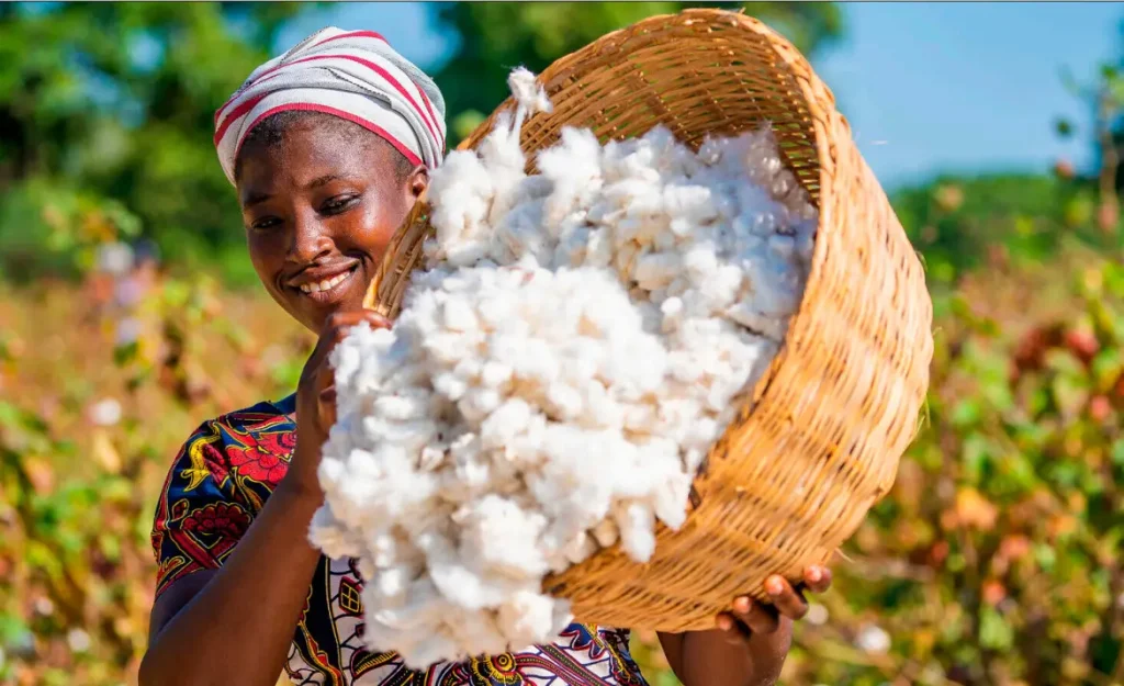 Cotton sector: a dynamic bringing hope