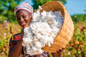 Cotton sector: a dynamic bringing hope