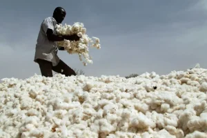 Cotton sector: potential to be highlighted