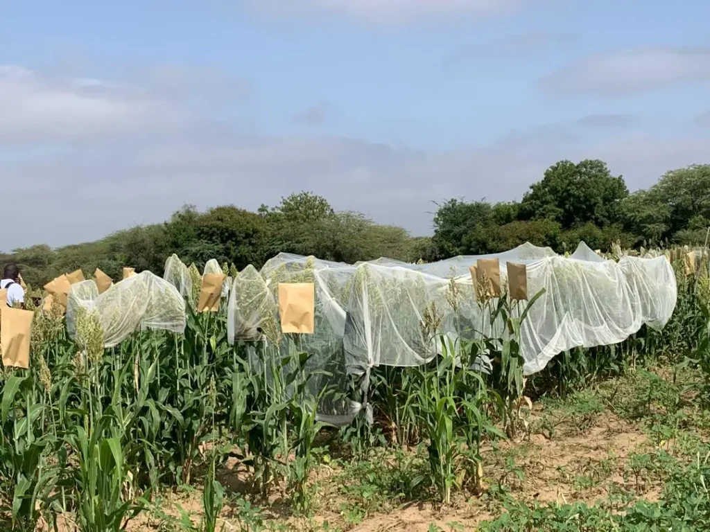 Project to support agricultural competitiveness and livestock breeding: Israel relies on seeds to consolidate food sovereignty
