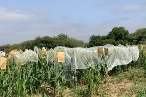 Project to support agricultural competitiveness and livestock breeding: Israel relies on seeds to consolidate food sovereignty