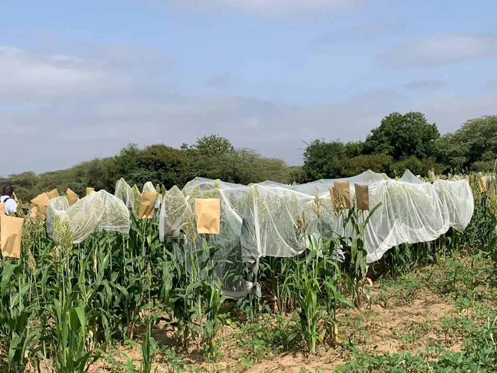 Food sovereignty: Senegal will launch a program worth nearly 150 billion FCfa