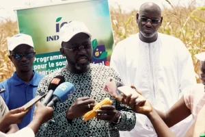 PICSA: ICS focus on seed quality to boost yields