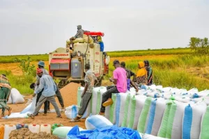 Hot dry season campaign 2026: rice harvest accelerates in the valley