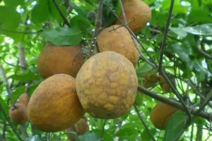 Agri-food: the “Madd” of Casamance obtains worldwide recognition