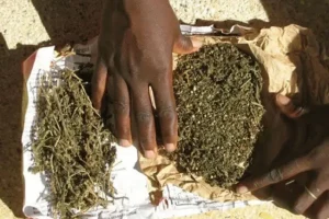 Drug trafficking in Bignona: Police seize 20 kg of Indian hemp in the Tp district