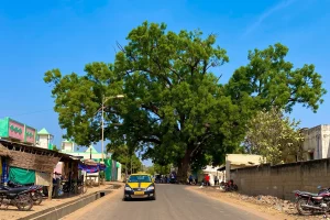 Moussa Molo Baldé tree from Kolda: a sacredness that resists time