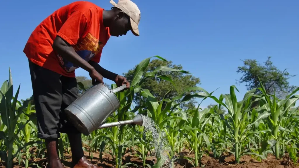 Regional financial market: a good seed for the agricultural sector