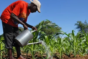 Regional financial market: a good seed for the agricultural sector
