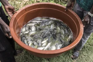 Report: The ingenious introduction of fish into rice fields against bilharzia September 15, 2026