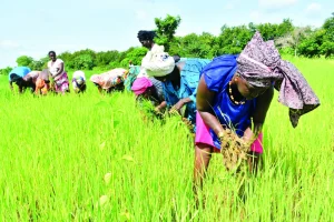 Agricultural land: Women only hold around 12%