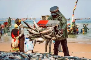 Fish prices: the ministry focuses on sustainable management of the resource