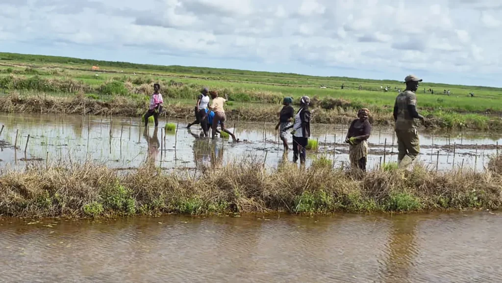 In the laboratory plots, the future of Casamance rice It is barely past 9 o’clock and the feet are already sinking into the damp earth. In the valleys of the Agricultural Research Center (Cra) of Djibélor (Ziguinchor department), women are bent over young rice plants. A few meters away, the technicians…