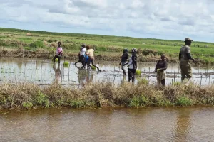In the laboratory plots, the future of Casamance rice It is barely past 9 o’clock and the feet are already sinking into the damp earth. In the valleys of the Agricultural Research Center (Cra) of Djibélor (Ziguinchor department), women are bent over young rice plants. A few meters away, the technicians…