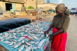 Rufisque: the women of Ndeppé faced with the scarcity of fish