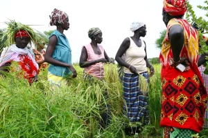 Rural women: at the heart of agriculture, but still far from resources August 29, 2026