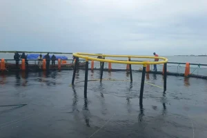 Palmarin aquaculture project: an alternative for local fishing impacted by climate change