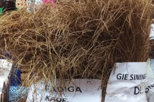 17th edition of Fonio Day: the challenge of consuming local in Kédougou
