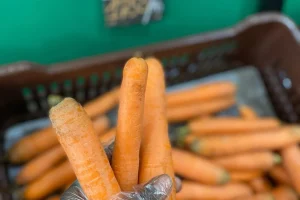 Carrots: Senegal lifts the freeze on imports in the face of soaring prices
