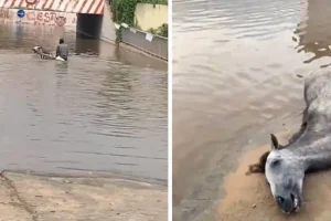 Guinaw Rail: the carter involved in the drowning of his horse arrested