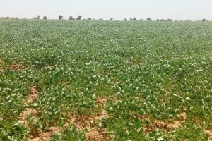 To relieve the breeders of Richard-Toll, the CSS is banking on fodder cowpeas October 2, 2026