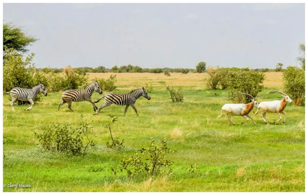 (Video) Amboura: giraffes and oryxes in the heart of Fouta