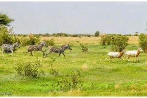 (Video) Amboura: giraffes and oryxes in the heart of Fouta